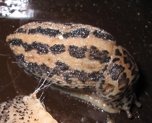 Limax maximus della provincia di Genova